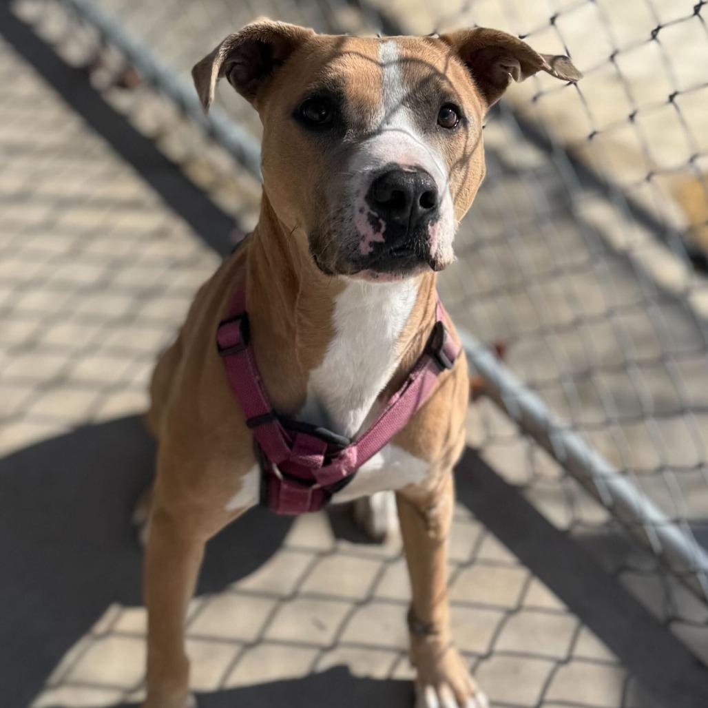 Enlarge Pierre, a Adoptable mixed breed in Troy, VA image 3/5