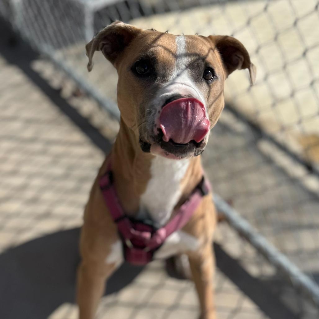 Enlarge Pierre, a Adoptable mixed breed in Troy, VA image 4/5