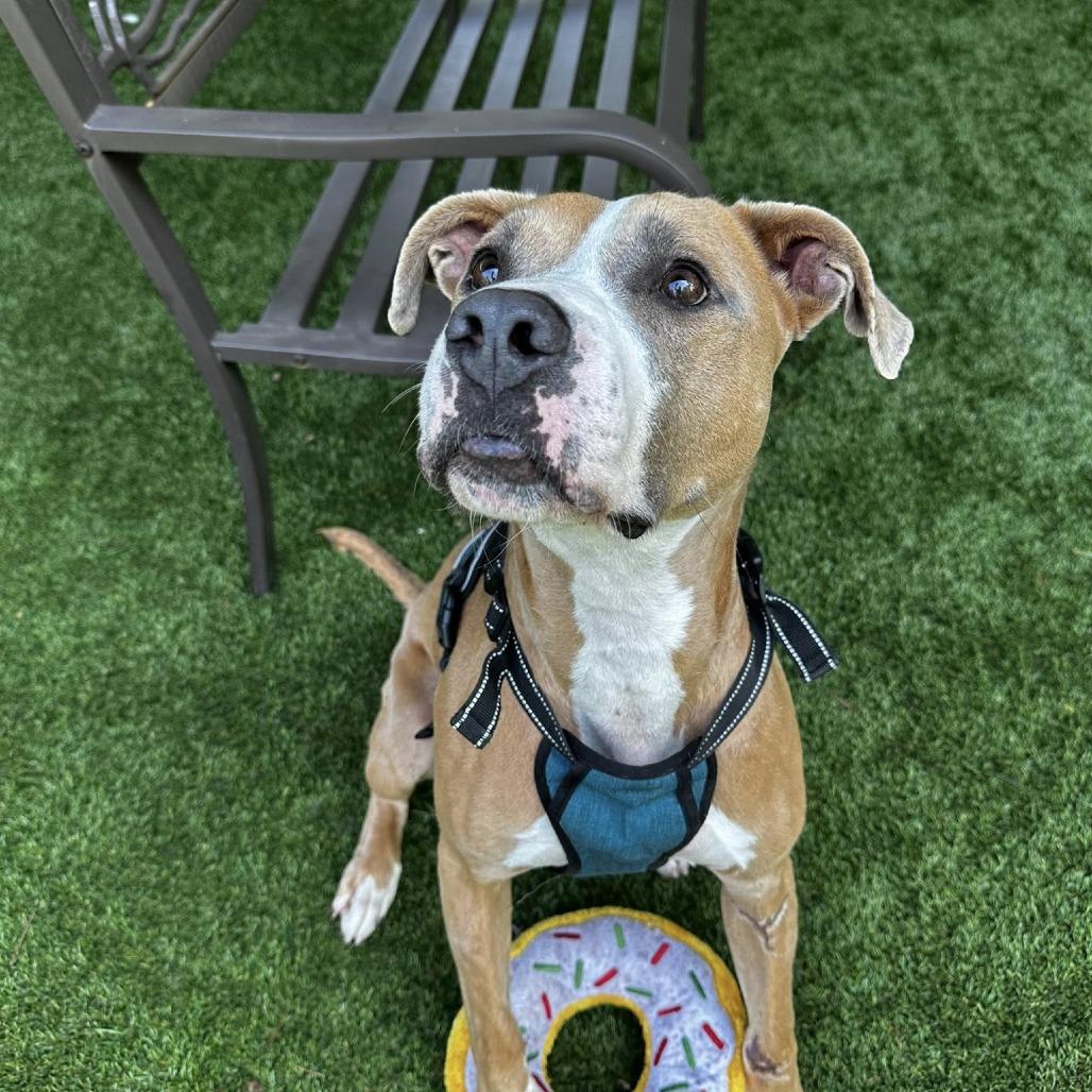 Enlarge Pierre, a Adoptable mixed breed in Troy, VA image 5/5