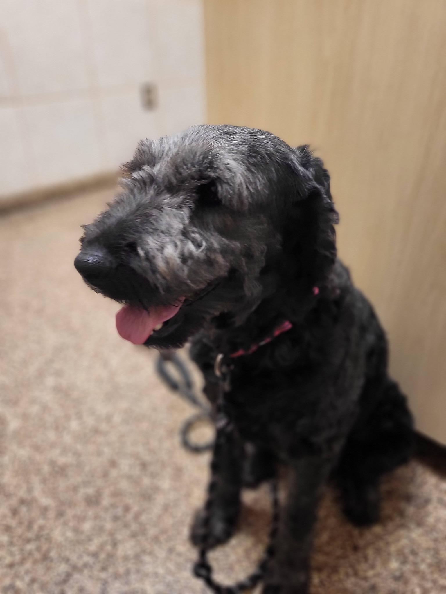 Enlarge Maggie, a ADOPTABLE Goldendoodle in Salisbury, NC image 2/4