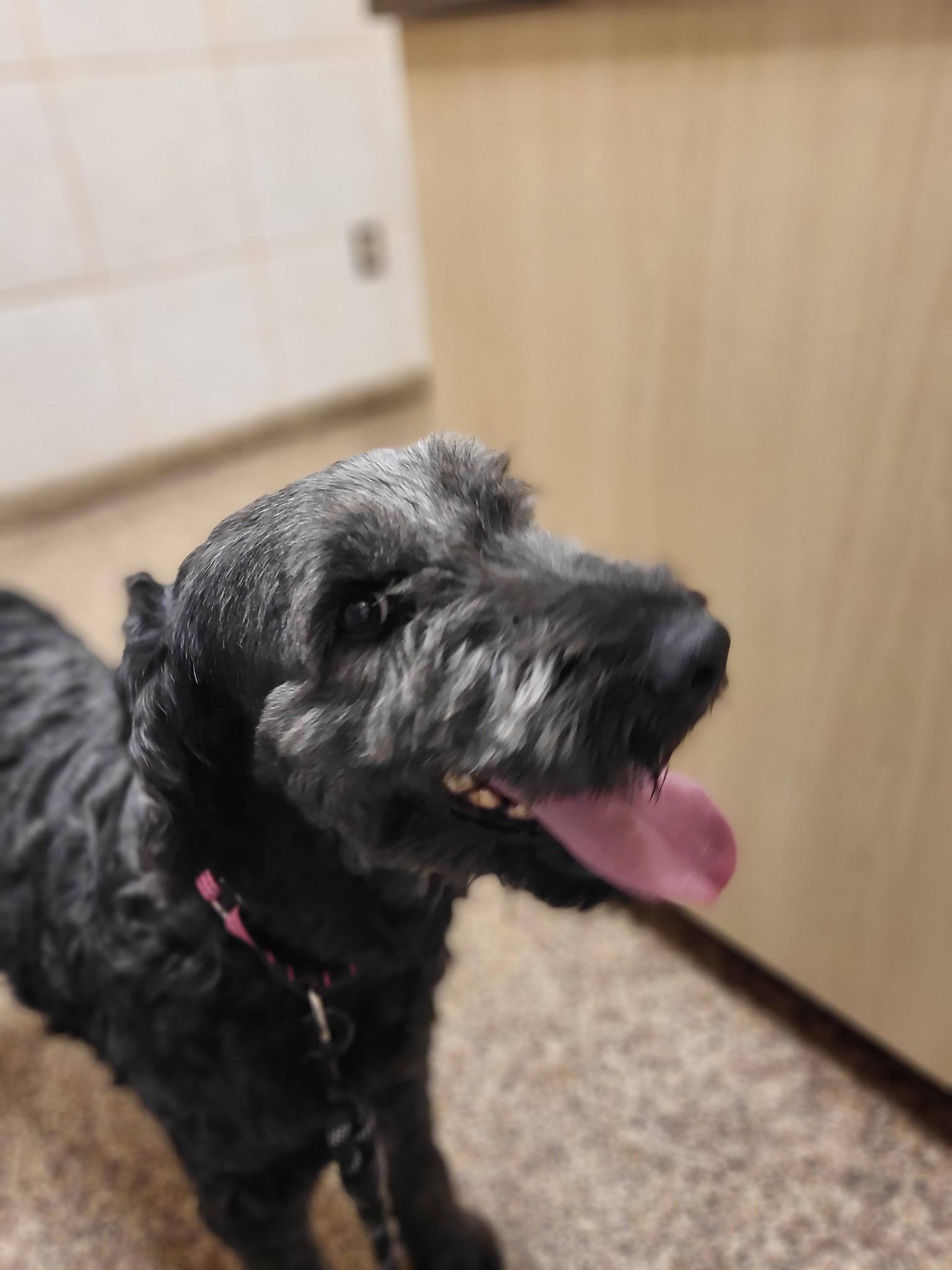 Enlarge Maggie, a ADOPTABLE Goldendoodle in Salisbury, NC image 3/4