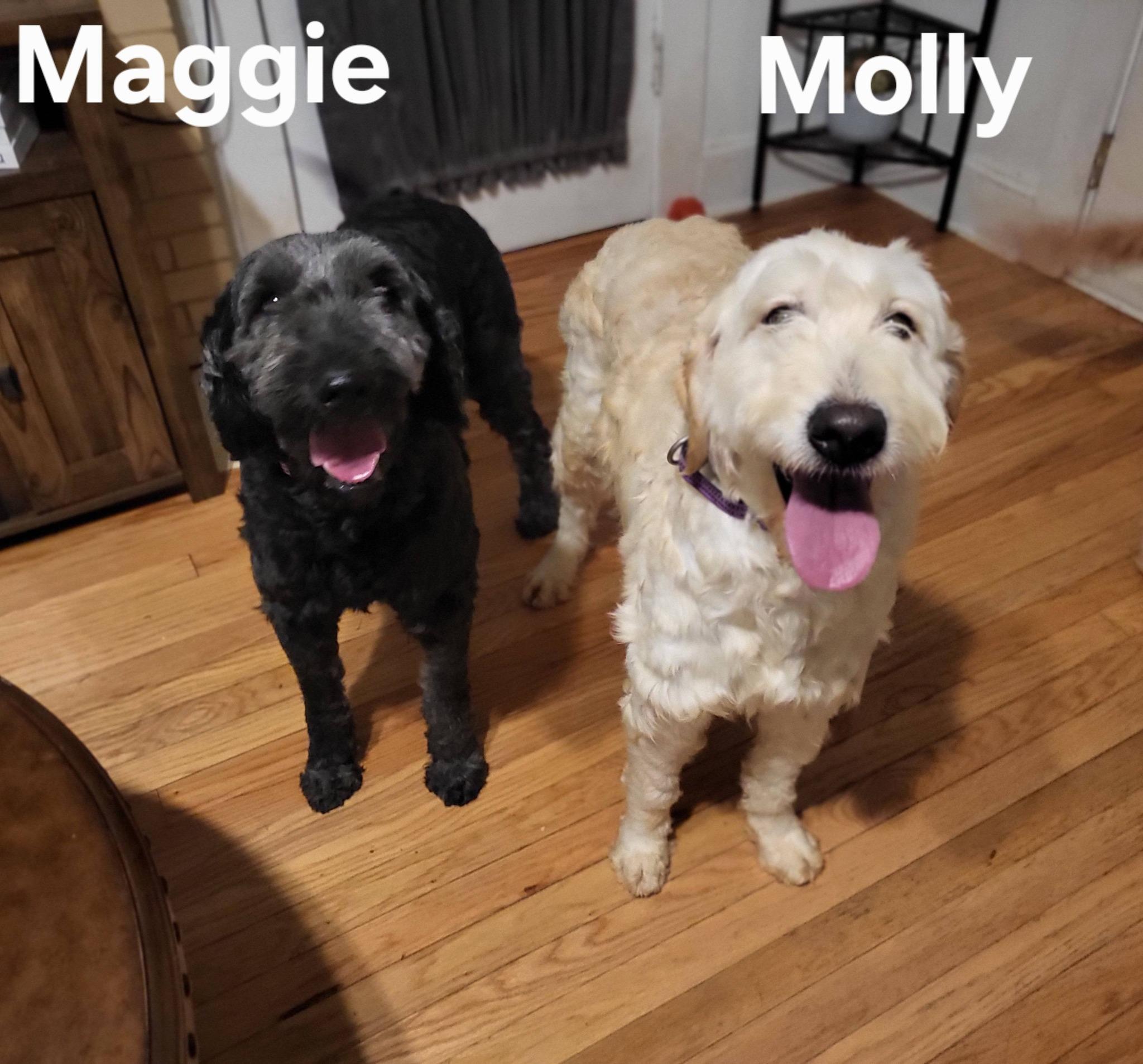 Enlarge Maggie, a ADOPTABLE Goldendoodle in Salisbury, NC image 4/4