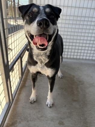 Sylvie, Adoptable, Adult Female Australian Cattle Dog / Blue Heeler.