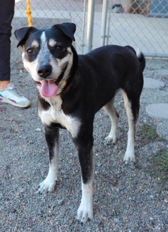 Sylvie, an adoptable Australian Cattle Dog / Blue Heeler in Redmond, OR, 97756 | Photo Image 1