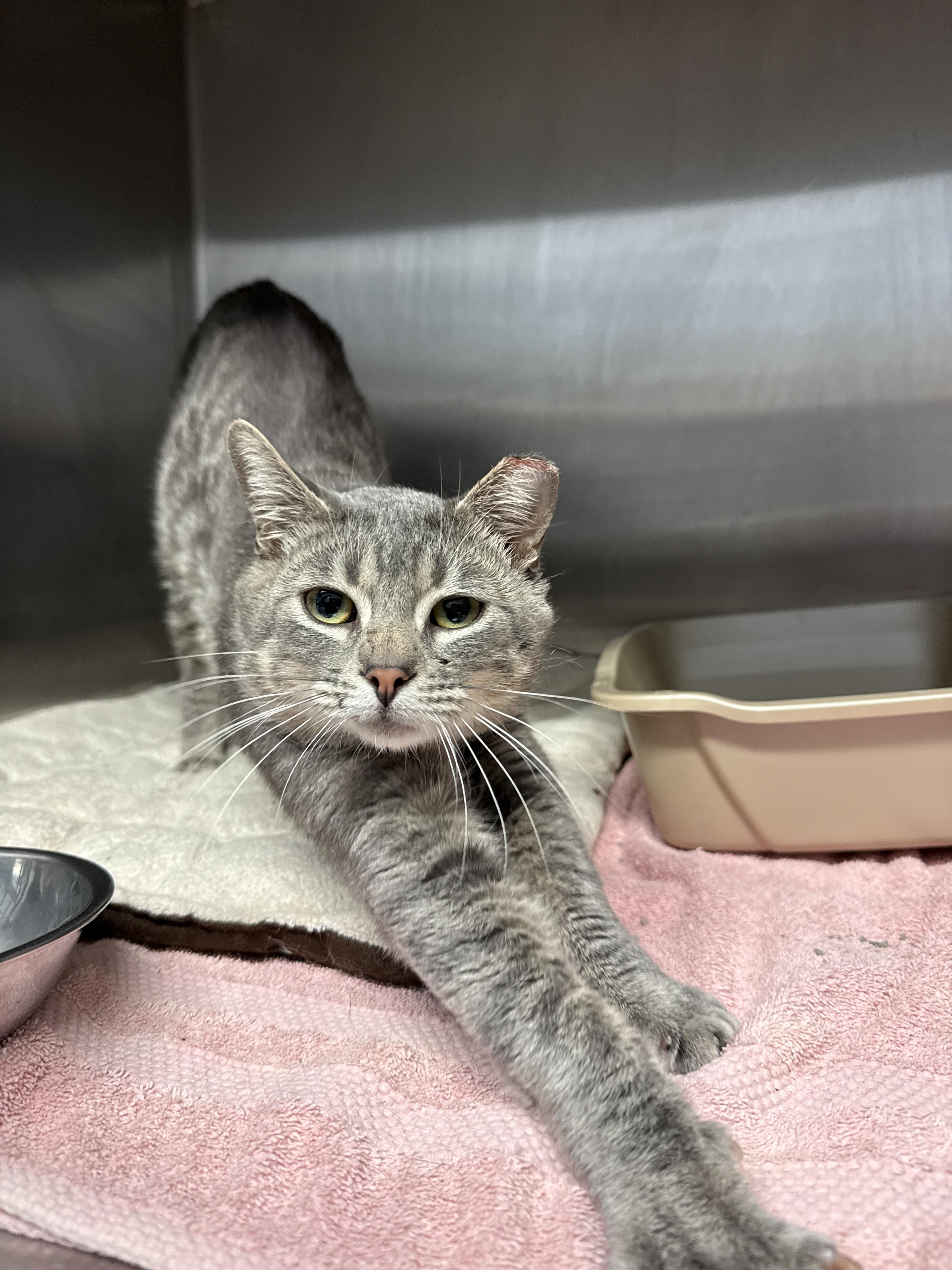 Enlarge Sardine, a Adoptable Domestic Short Hair in Grand Rapids, MI image 1/1