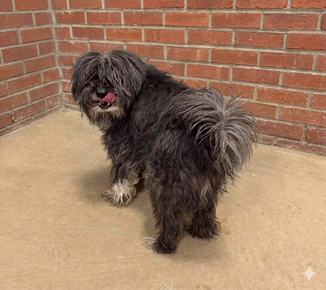 Fluffy, an adopted mixed breed in Brunswick, OH image 4/6