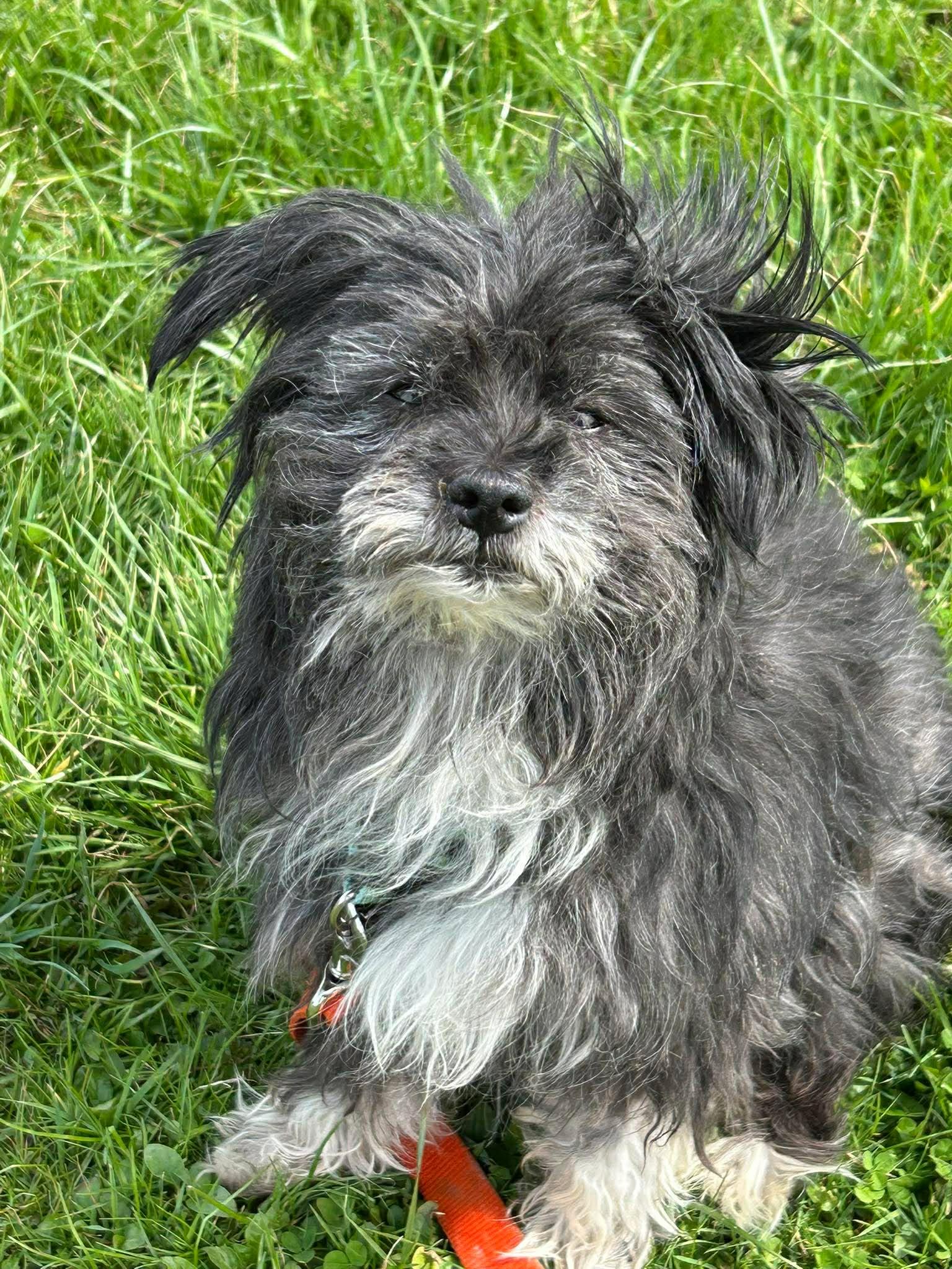 Fluffy, an adopted mixed breed in Brunswick, OH image 5/6
