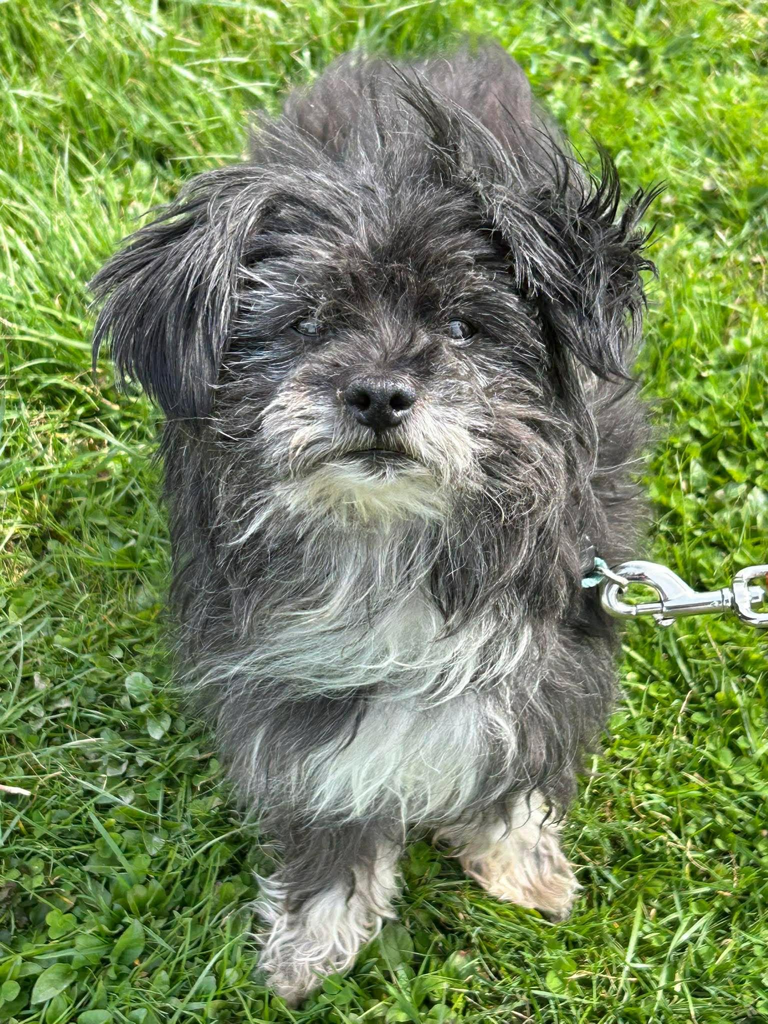 Fluffy, an adopted mixed breed in Brunswick, OH image 1/6
