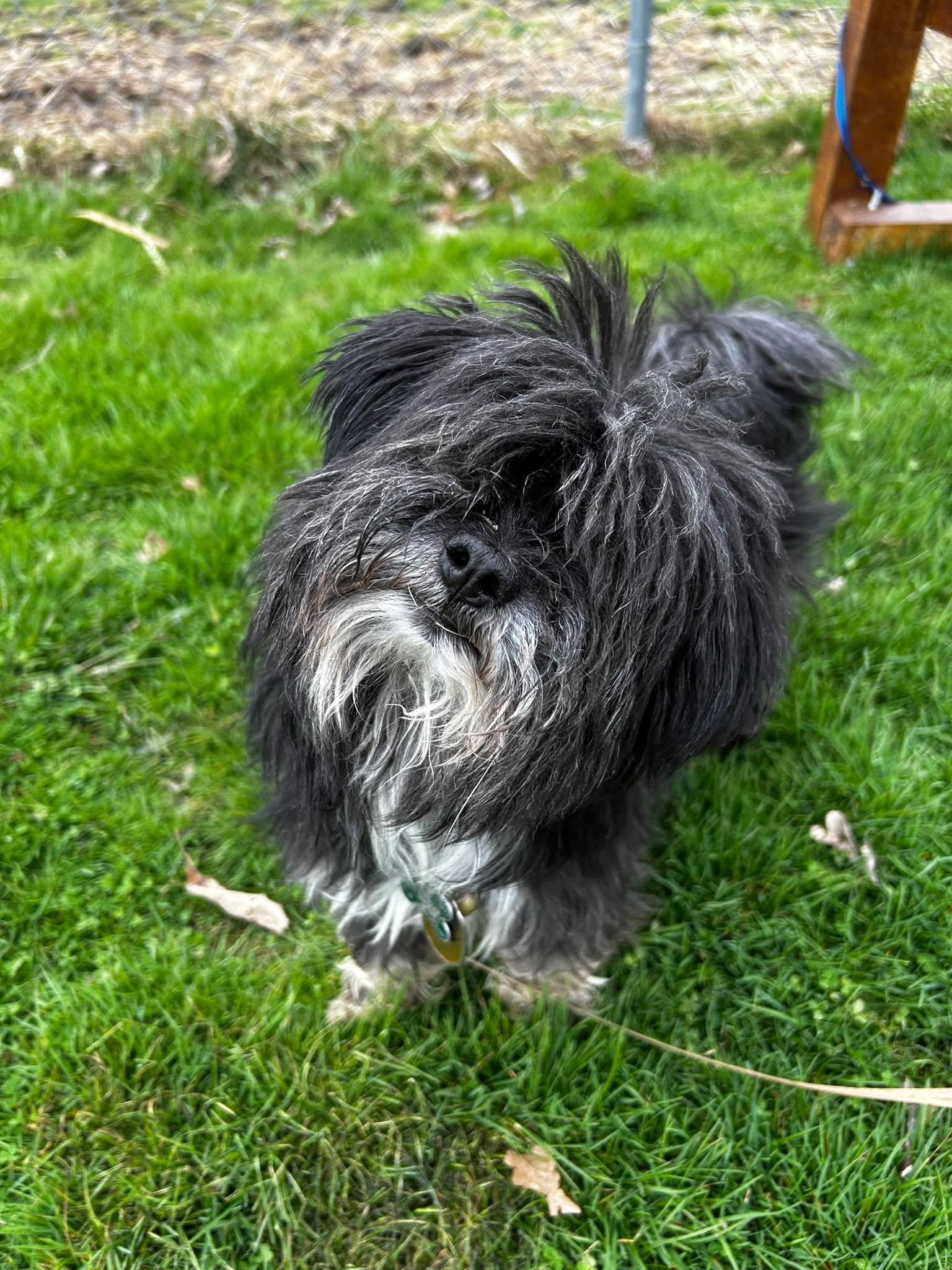 Fluffy, an adopted mixed breed in Brunswick, OH image 2/6