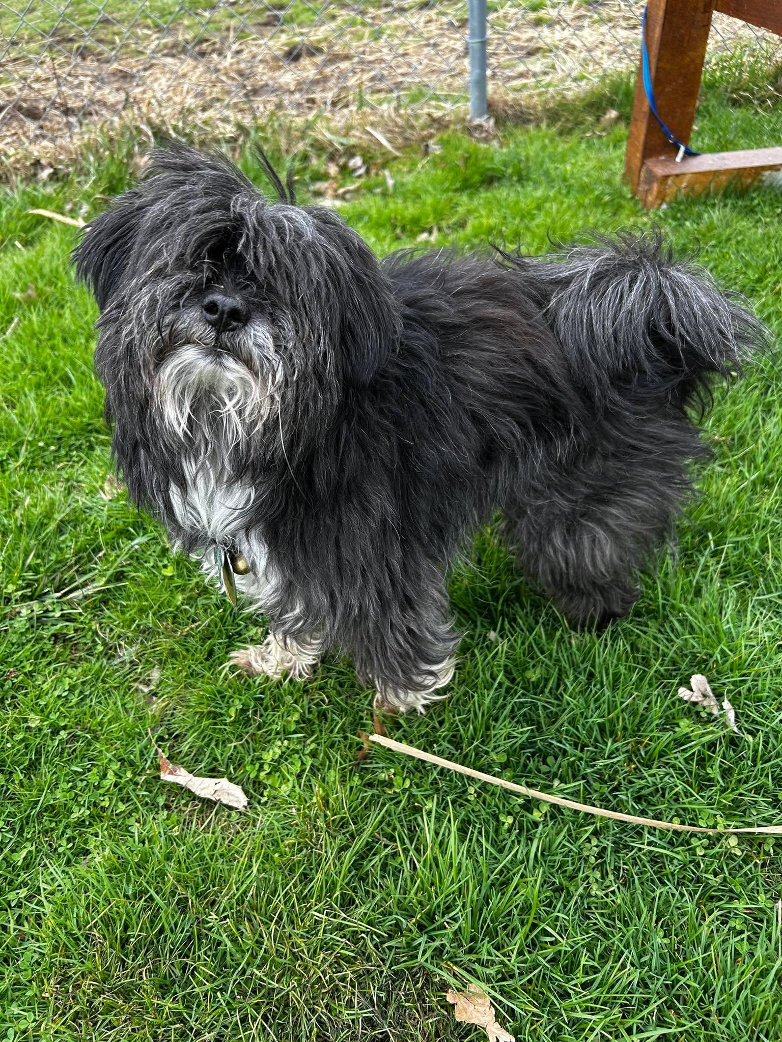 Fluffy, an adopted mixed breed in Brunswick, OH image 3/6