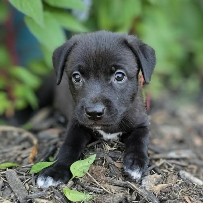 Enlarge Arya, a Adoptable mixed breed in Griswold, CT image 1/2