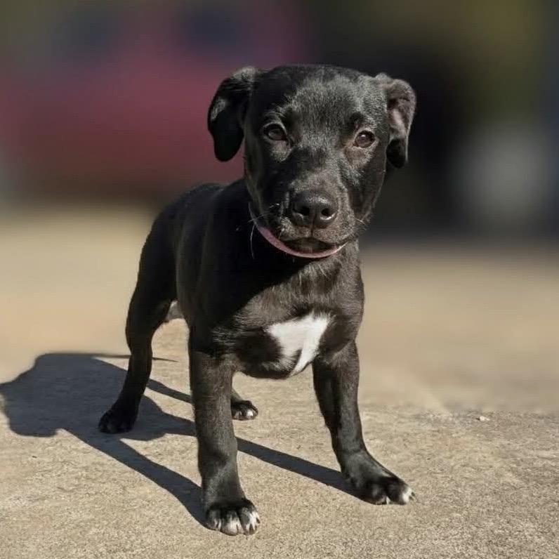 Enlarge Arya, a Adoptable mixed breed in Griswold, CT image 2/2