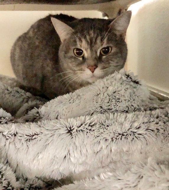 Salsa, Adoptable, Senior Female Domestic Short Hair.