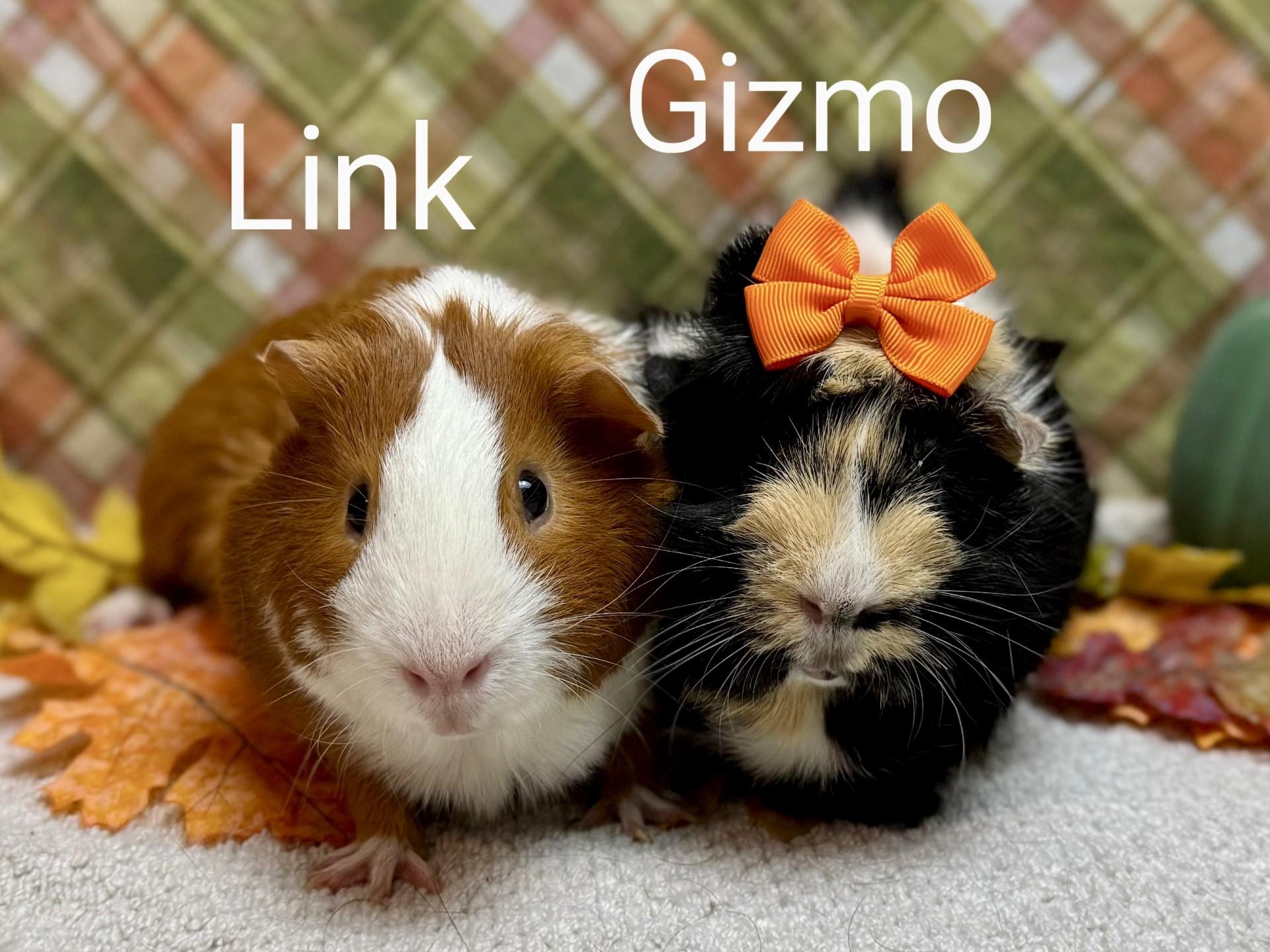 Enlarge Link and Gizmo, a Adoptable Short-Haired in Knoxville, TN image 1/1
