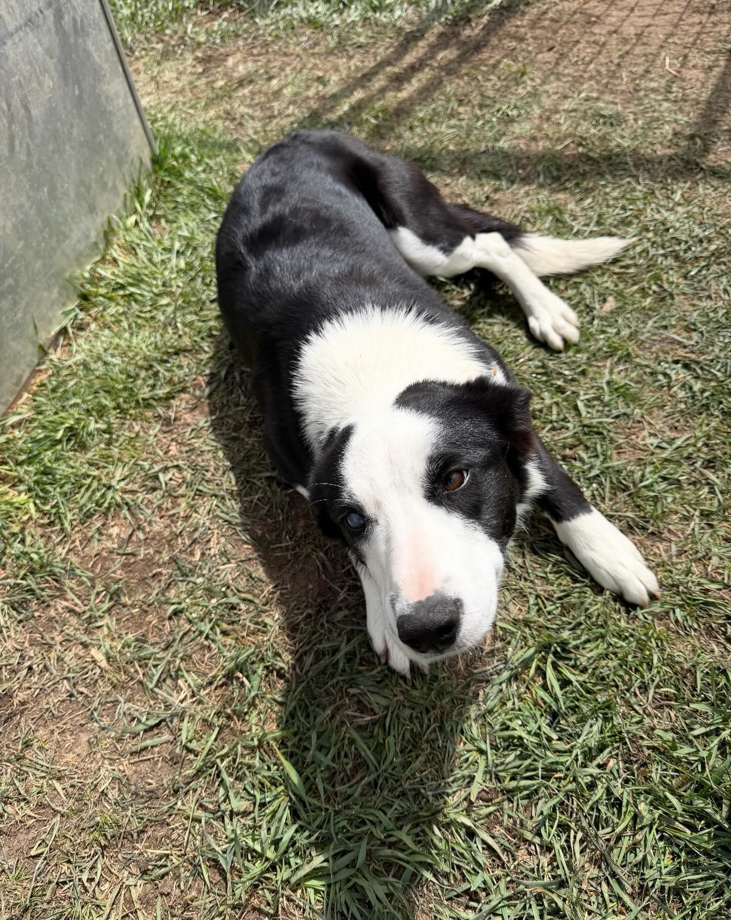 Meadow, adopted, Young Female Mixed Breed.