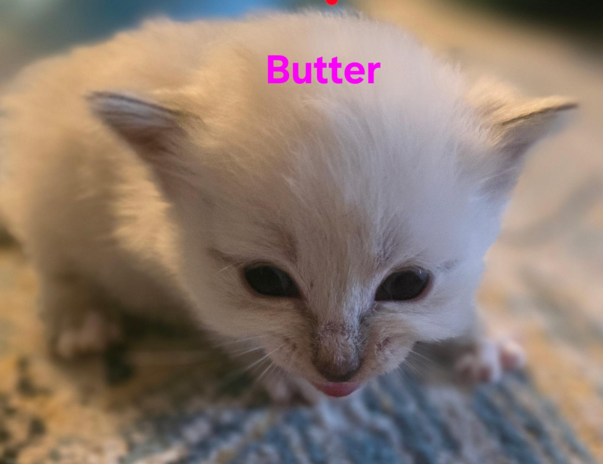 Butter, ADOPTABLE, Kitten Female Himalayan & Domestic Medium Hair.
