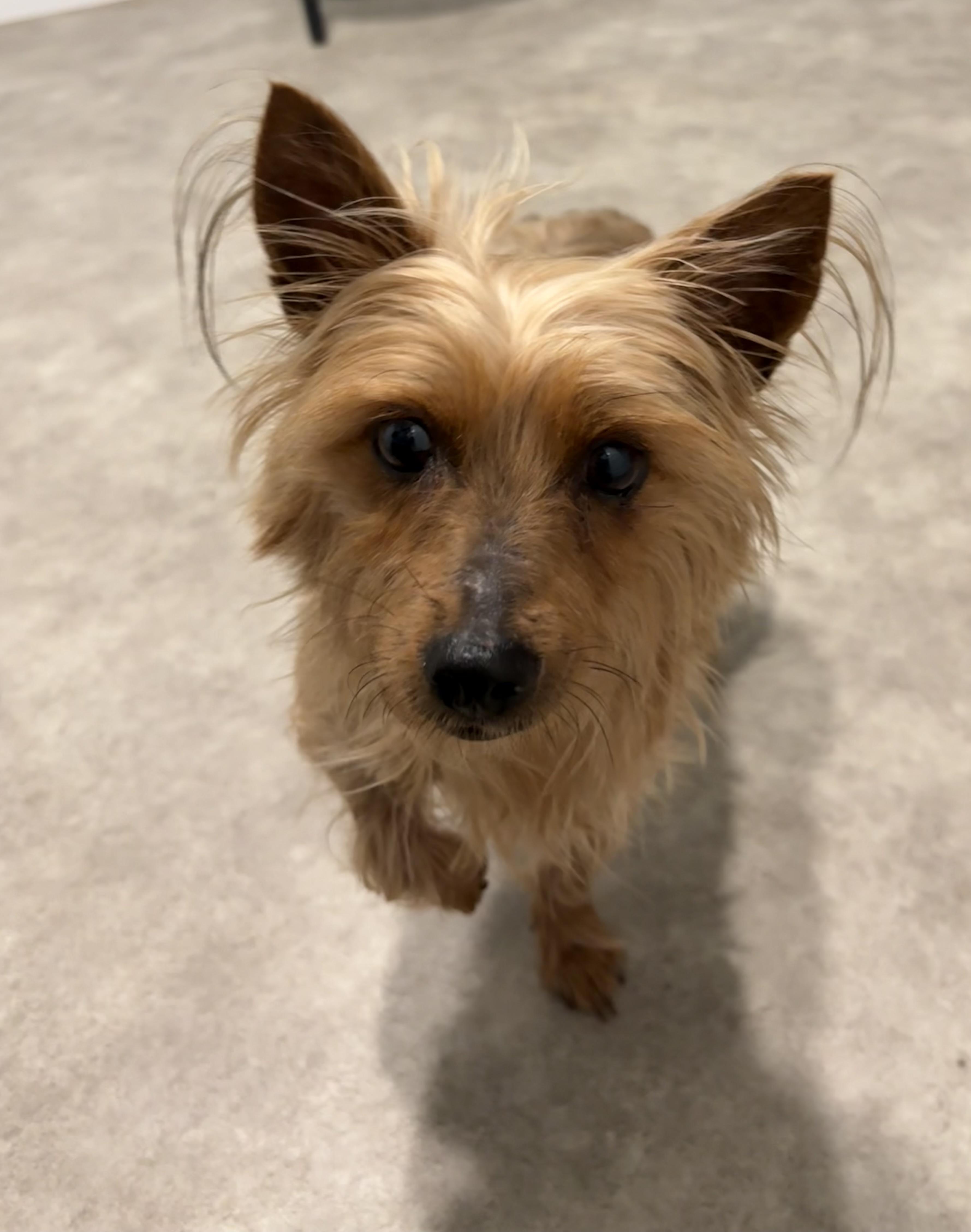 Enlarge Polita, an adopted Yorkshire Terrier in Grant, NE image 1/4