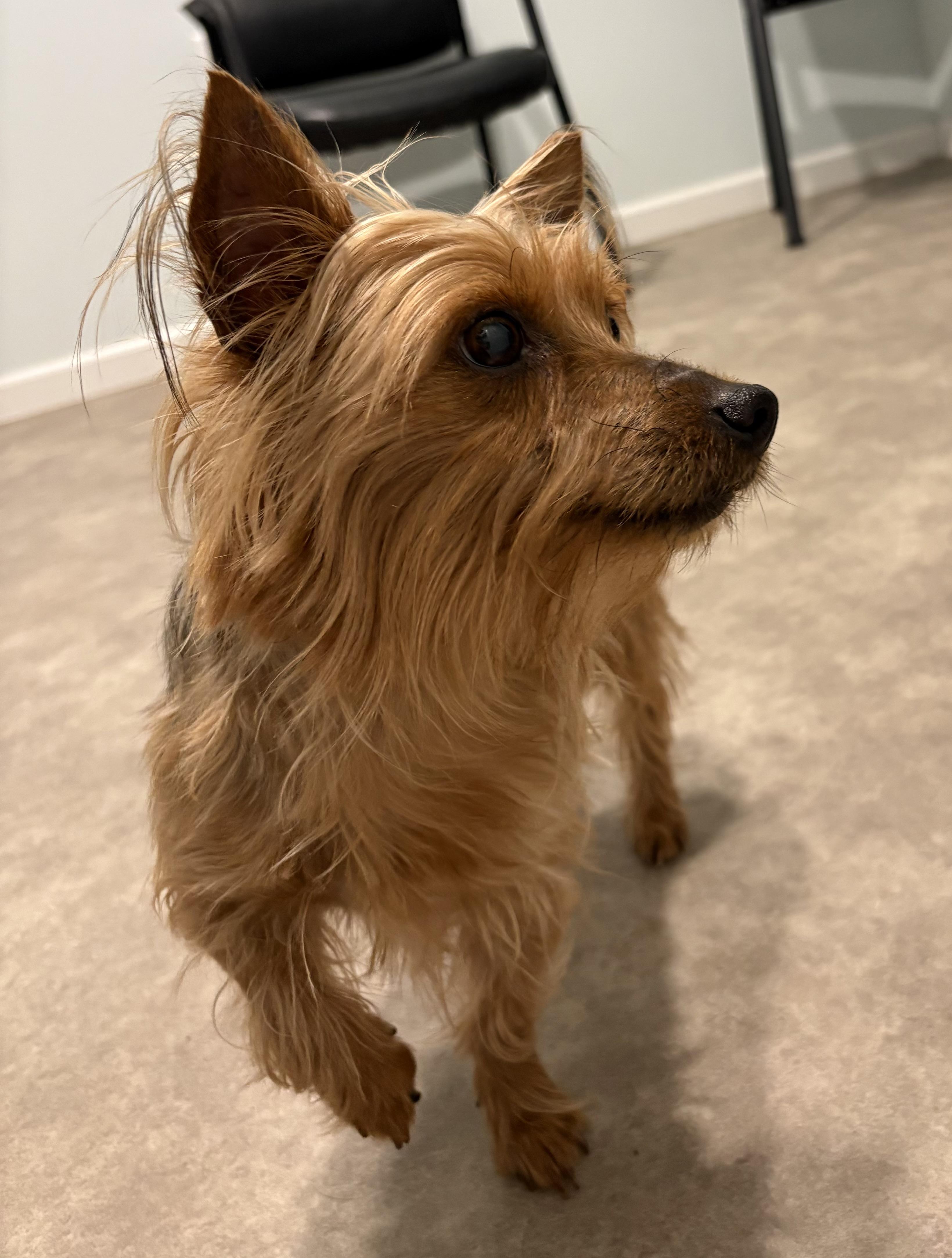 Enlarge Polita, an adopted Yorkshire Terrier in Grant, NE image 2/4