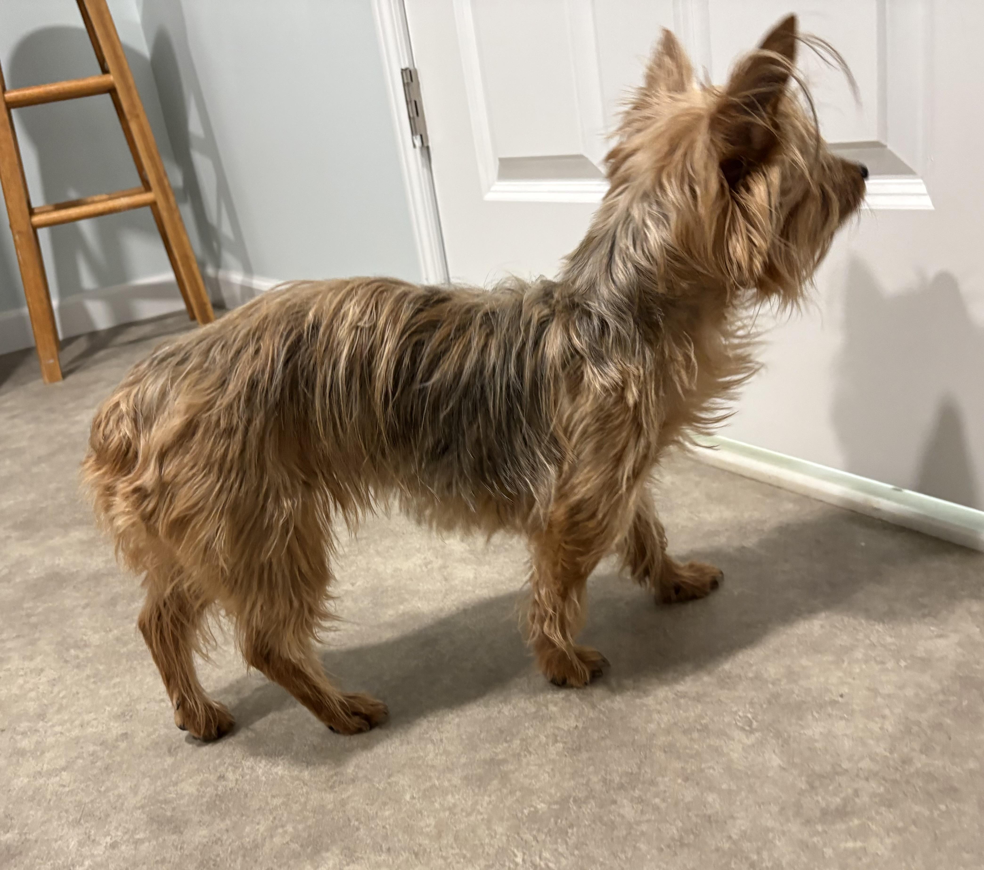 Enlarge Polita, an adopted Yorkshire Terrier in Grant, NE image 3/4