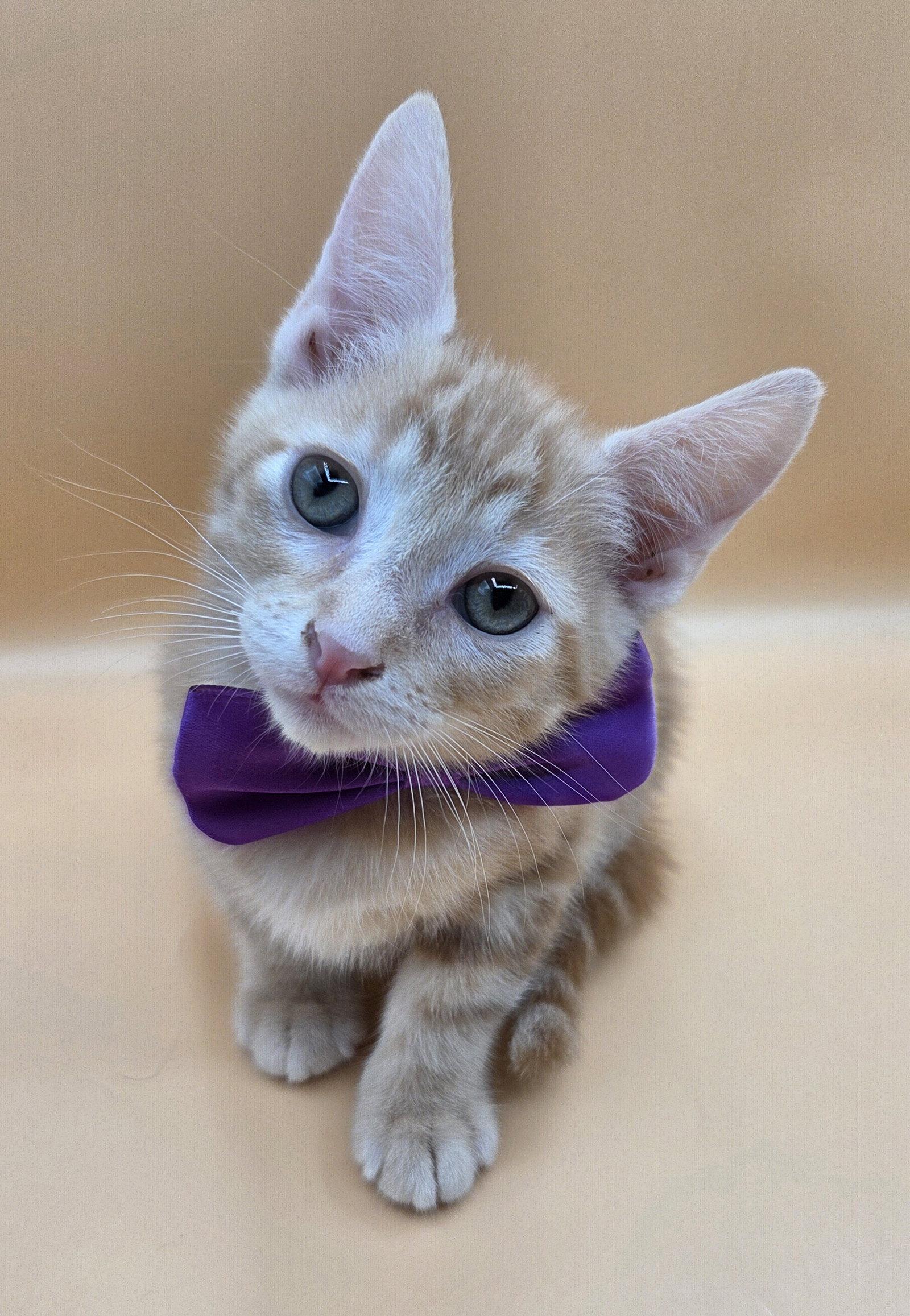 Rascal, Adoptable, Kitten Male Domestic Short Hair.
