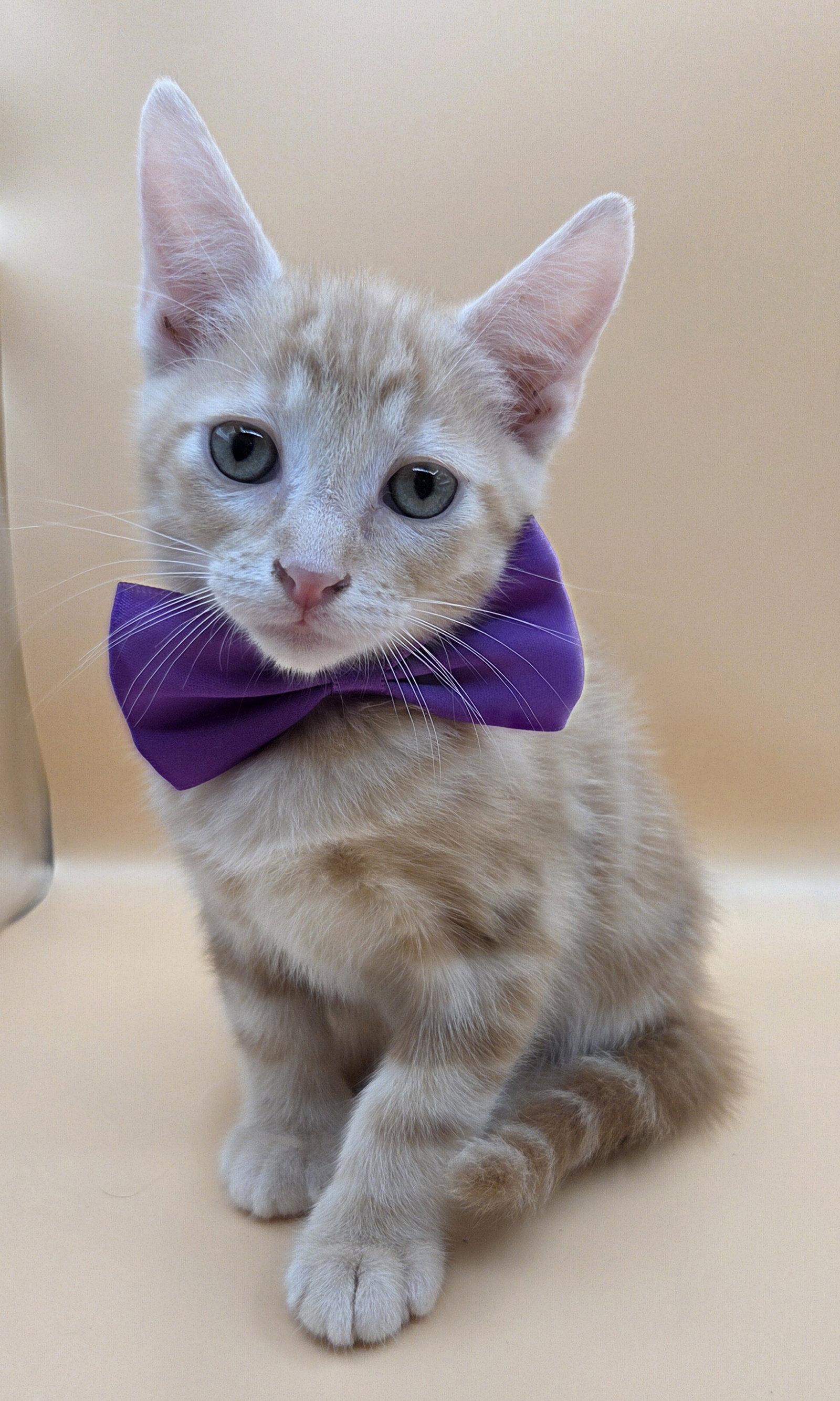 Enlarge Rascal, a Adoptable Domestic Short Hair in Magnolia Springs, AL image 2/3