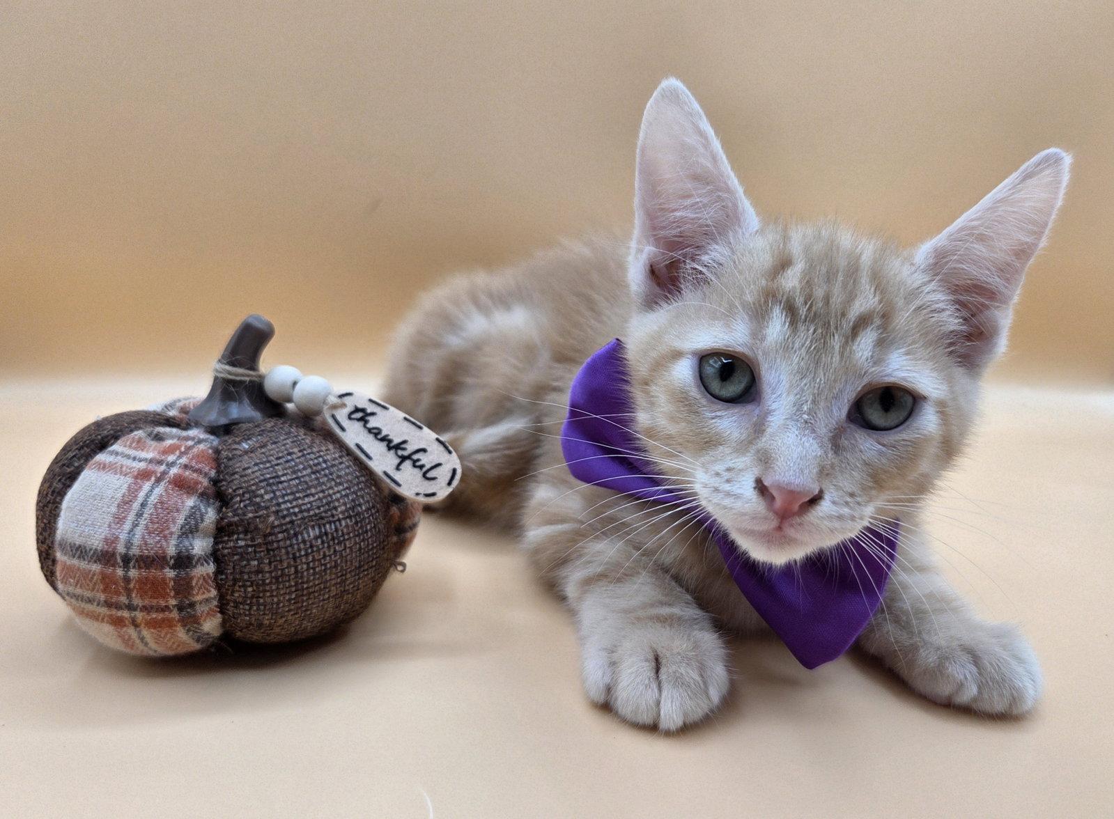 Enlarge Rascal, a Adoptable Domestic Short Hair in Magnolia Springs, AL image 3/3