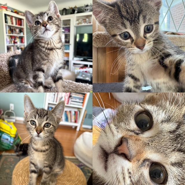 Dolby, Adoptable, Kitten Female Tabby.