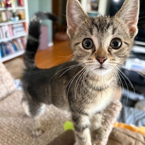 Dolby, a Adoptable Tabby in Livonia, MI image 2/3