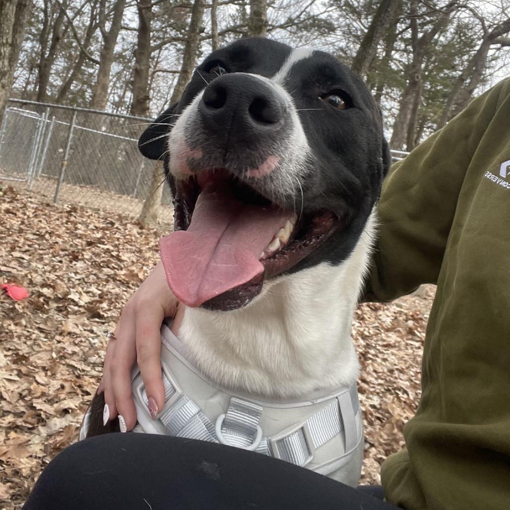 Graham, Adoptable, Young Male Labrador Retriever.