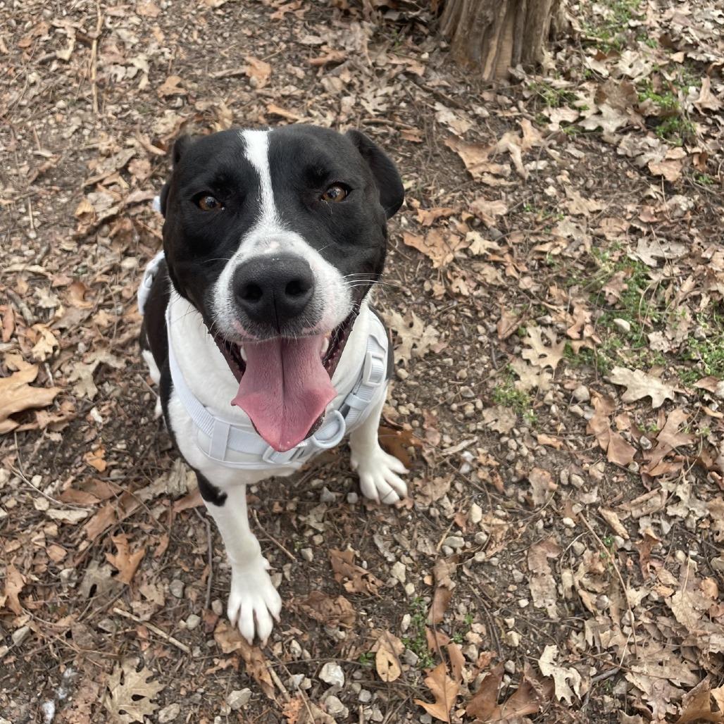Enlarge Graham, a Adoptable mixed breed in Branson, MO image 1/6