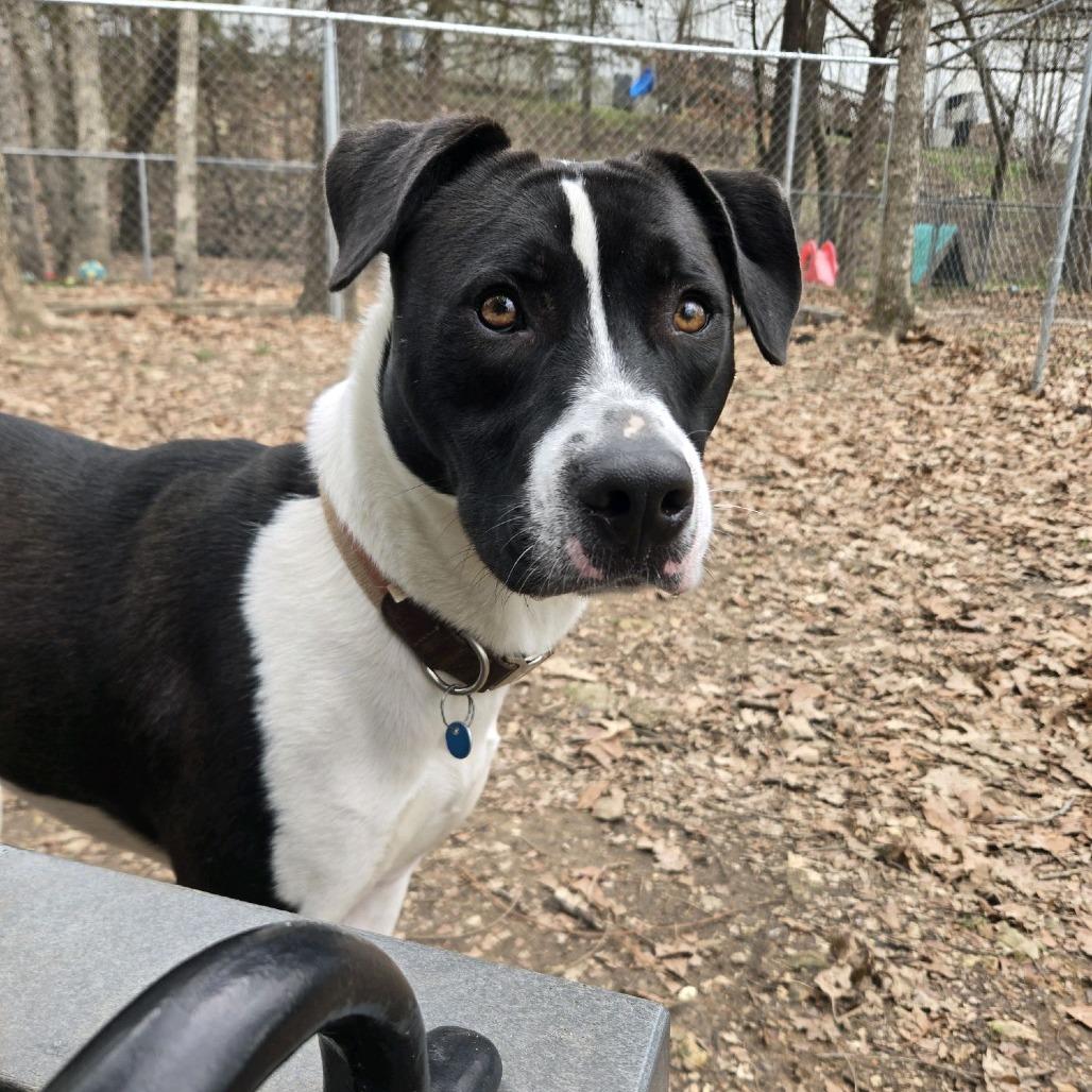 Graham, a Adoptable mixed breed in Branson, MO image 1/6