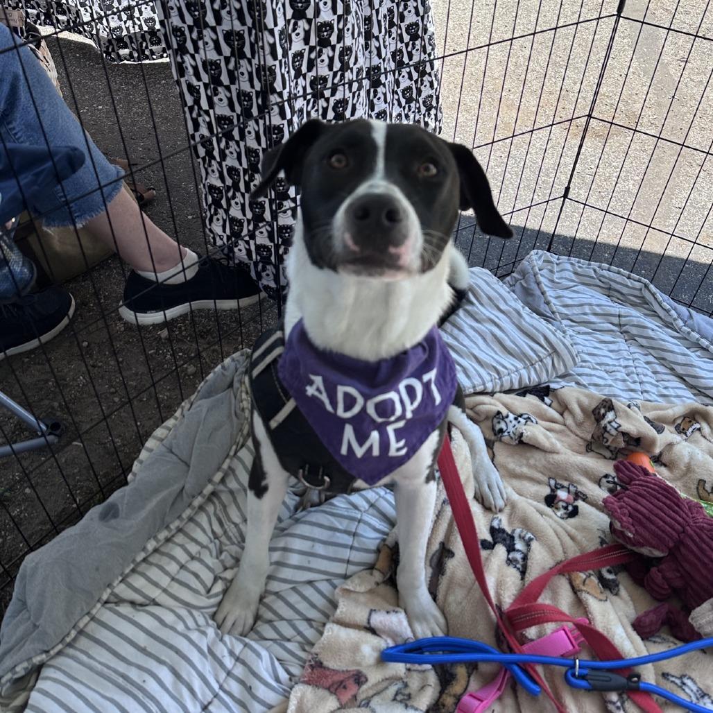 Graham, Adoptable, Young Male Labrador Retriever & Mixed Breed.