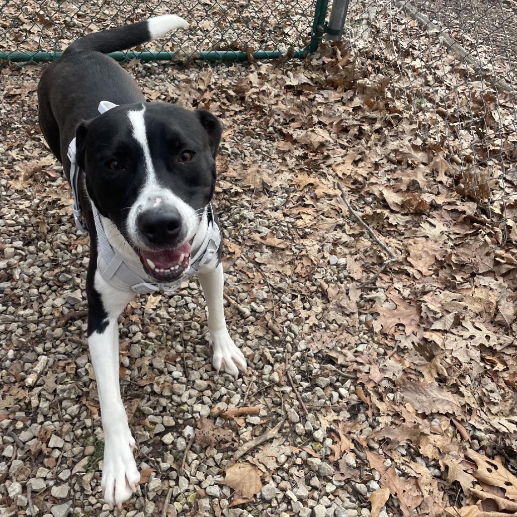 Enlarge Graham, a Adoptable mixed breed in Branson, MO image 2/6