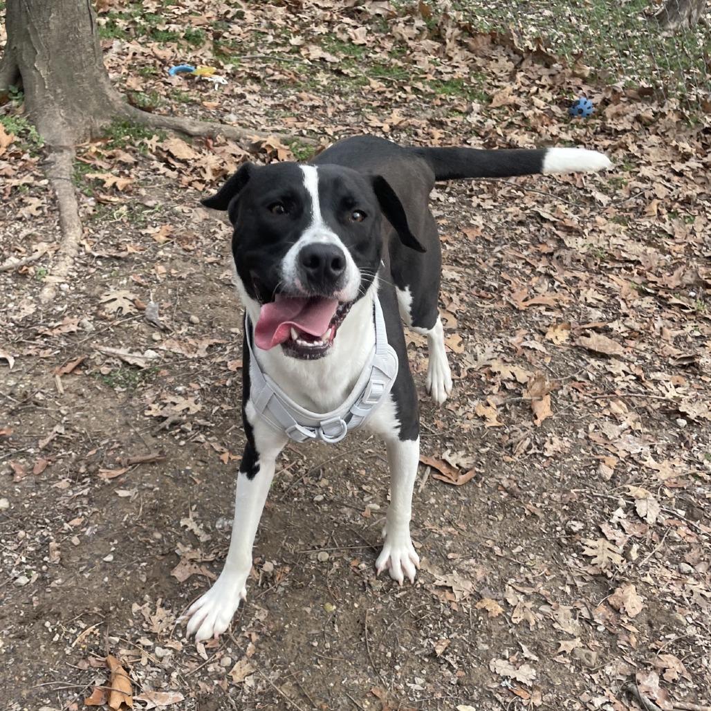 Enlarge Graham, a Adoptable mixed breed in Branson, MO image 3/6