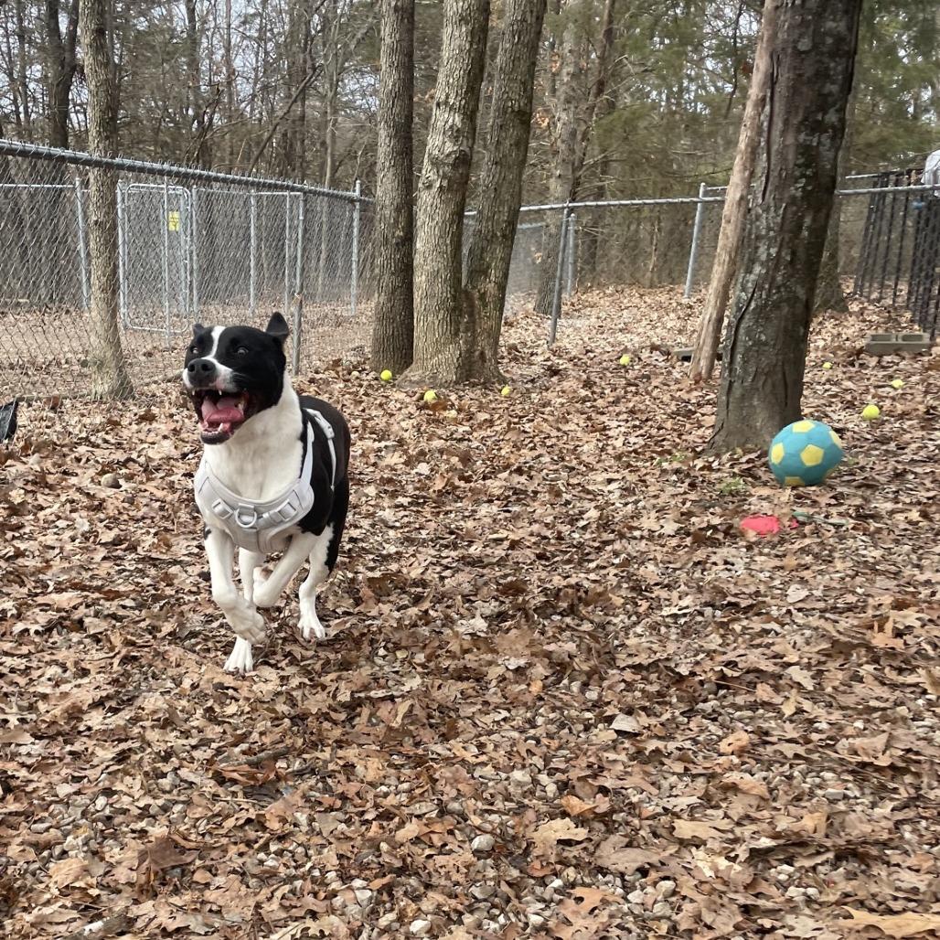 Enlarge Graham, a Adoptable mixed breed in Branson, MO image 4/6