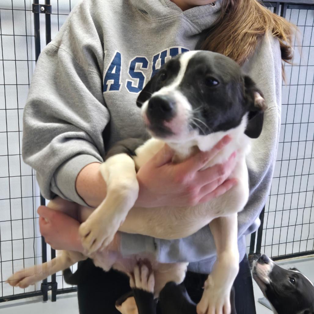 Enlarge Graham, a Adoptable mixed breed in Branson, MO image 5/6