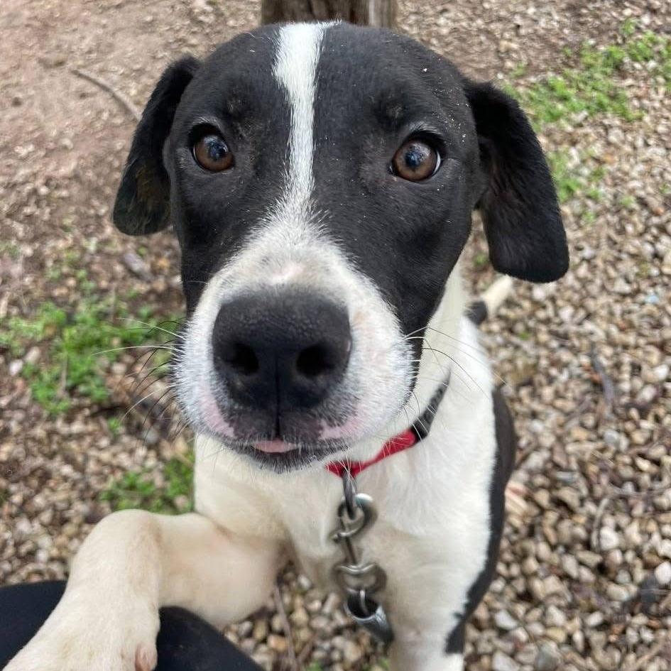 Enlarge Graham, a Adoptable mixed breed in Branson, MO image 6/6