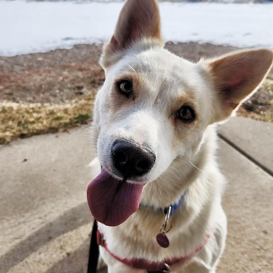 Wish, Adoptable, Adult Male Cattle Dog & Husky.