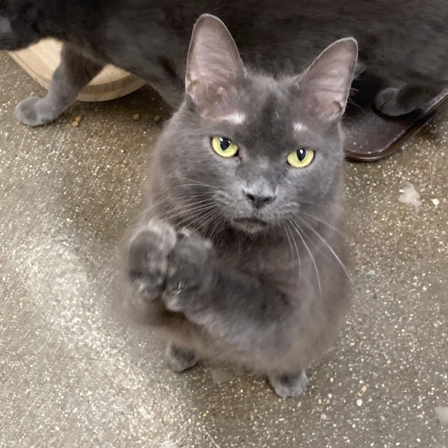 Enlarge Oscar, an adopted Russian Blue in Manhattan Beach, CA image 4/4