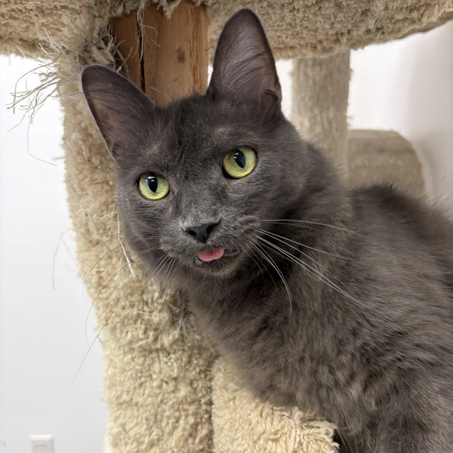 Enlarge Oscar, an adopted Russian Blue in Manhattan Beach, CA image 3/4