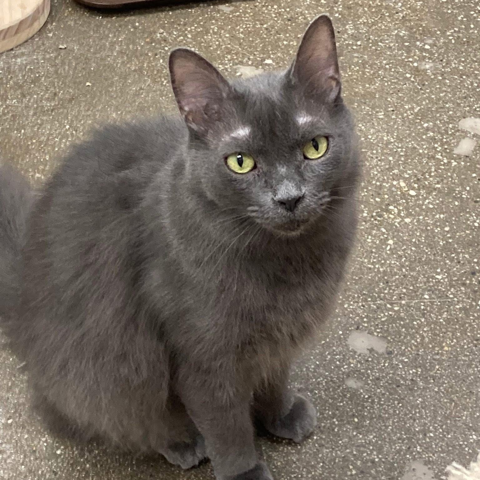 Enlarge Oscar, an adopted Russian Blue in Manhattan Beach, CA image 2/4