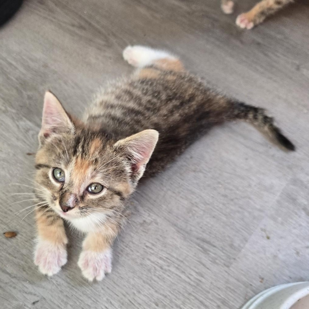 Badger, a Adoptable Domestic Short Hair in Beaufort, MO image 2/3