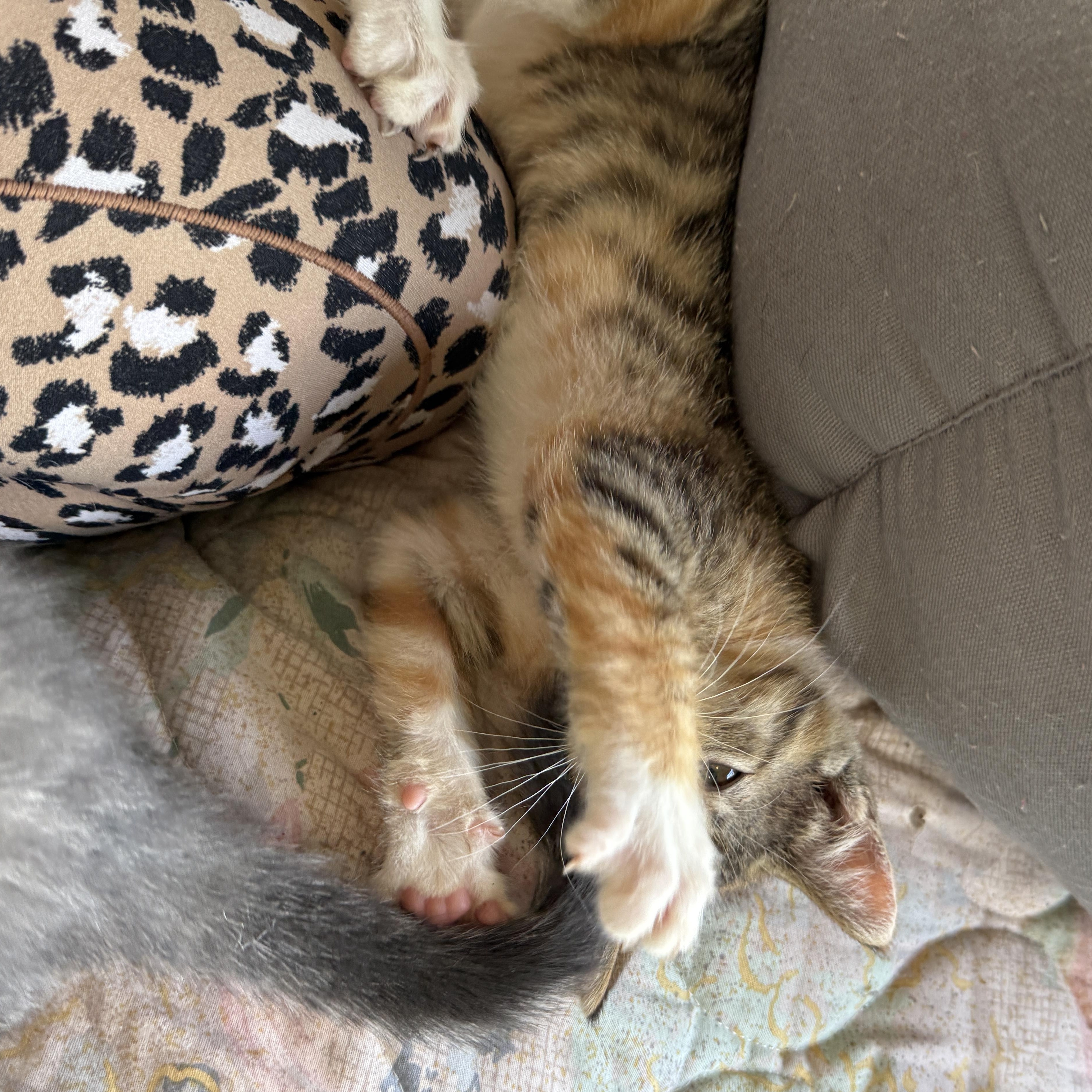 Badger, a Adoptable Domestic Short Hair in Beaufort, MO image 3/3