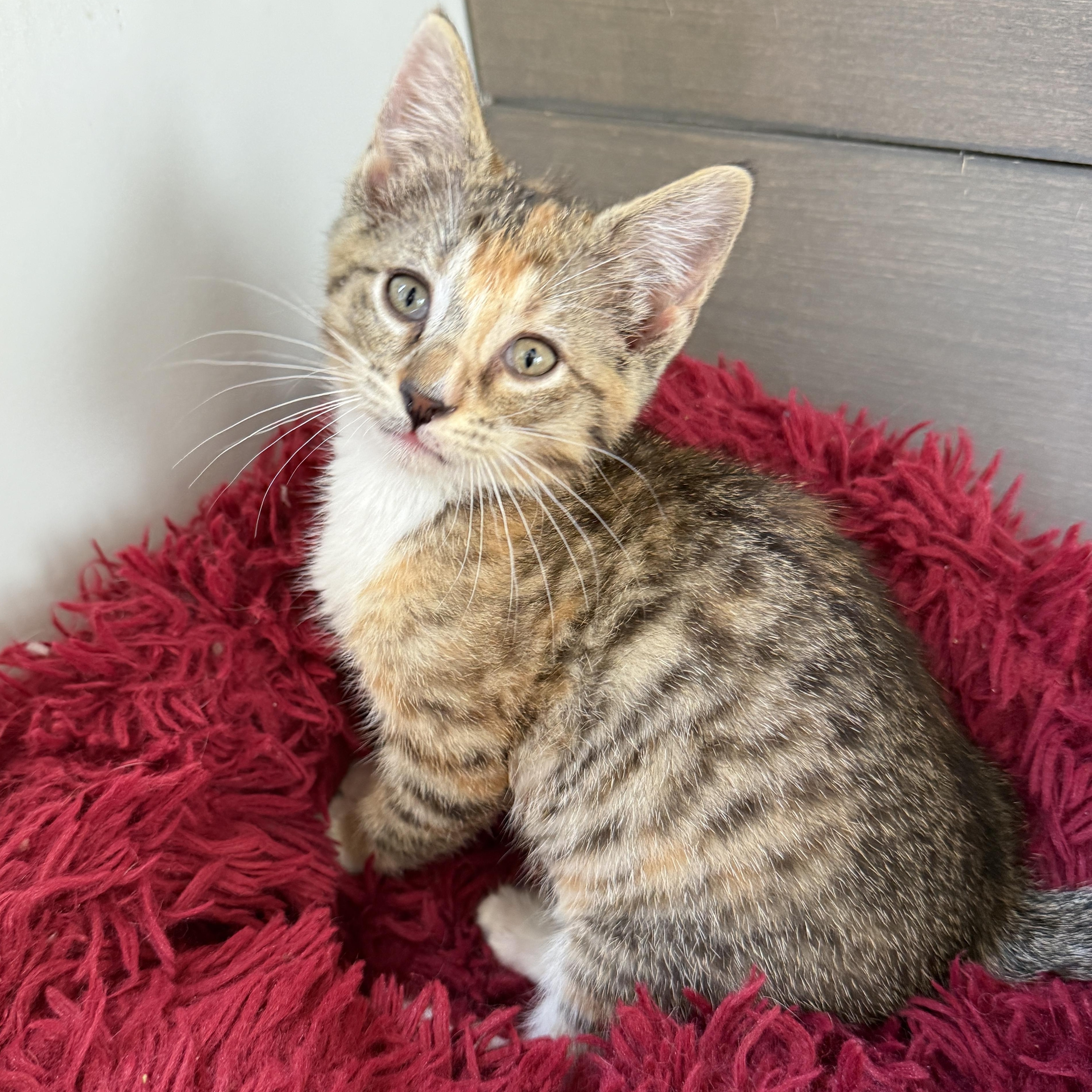 Badger, a Adoptable Domestic Short Hair in Beaufort, MO image 1/3
