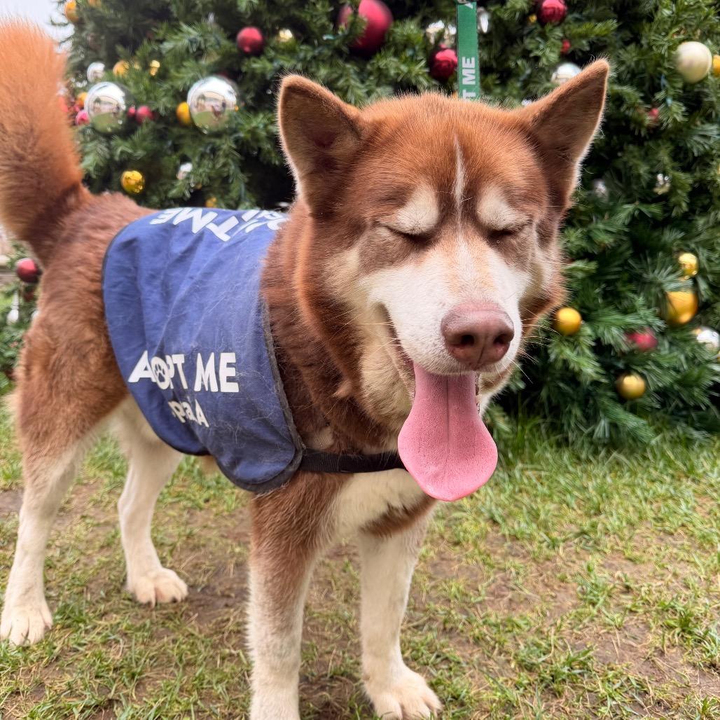 Jason, Adoptable, Adult Male Siberian Husky & Akita.