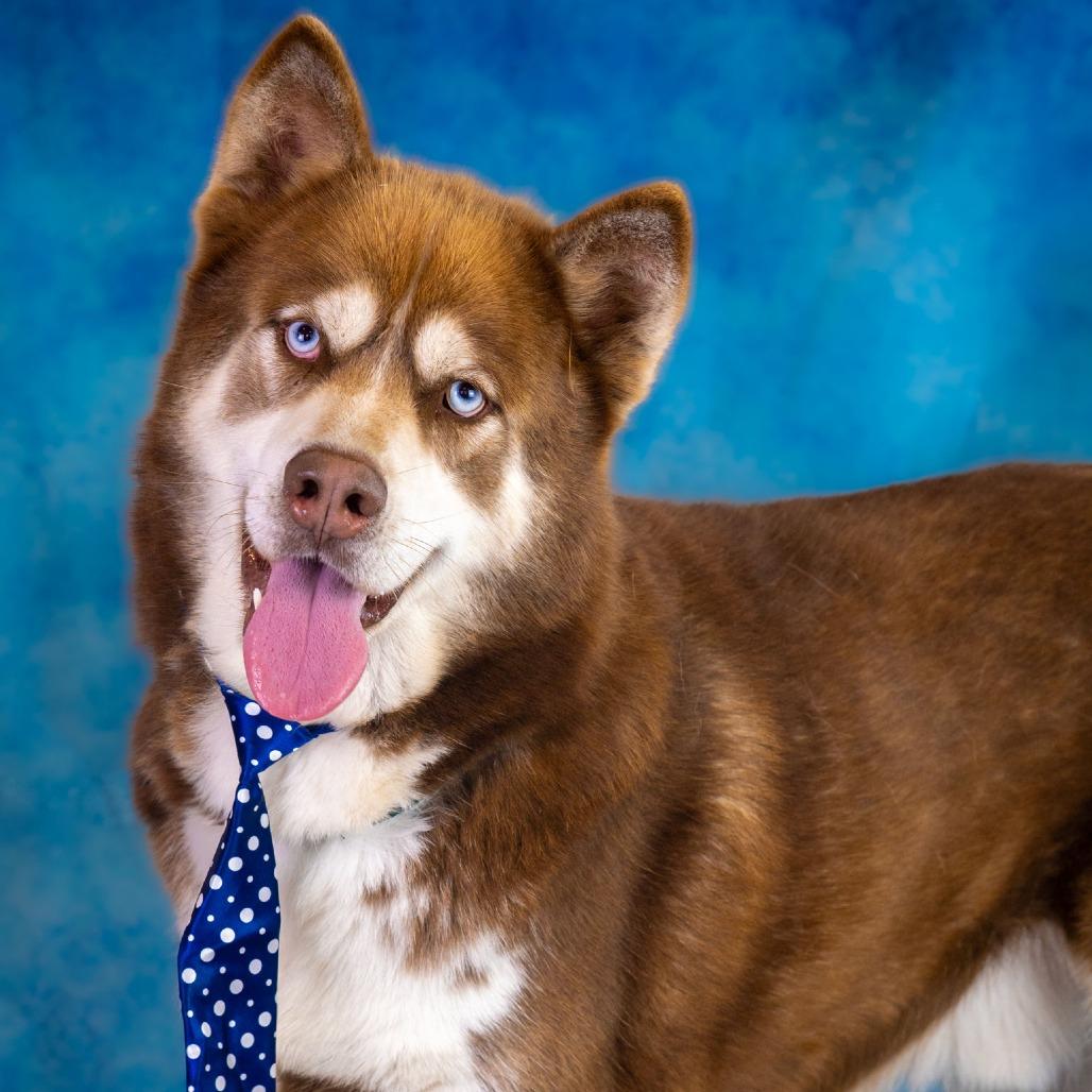 Enlarge Jason, a Adoptable mixed breed in Hawthorne, CA image 3/6
