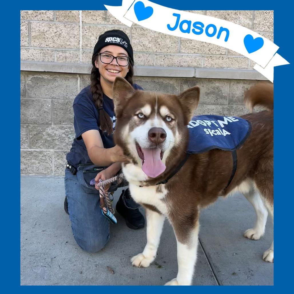 Enlarge Jason, a Adoptable mixed breed in Hawthorne, CA image 4/6
