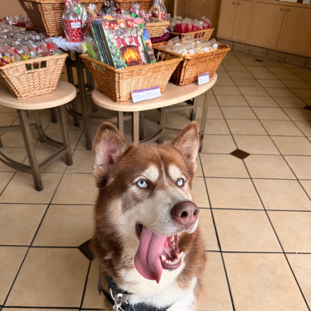 Enlarge Jason, a Adoptable mixed breed in Hawthorne, CA image 4/6