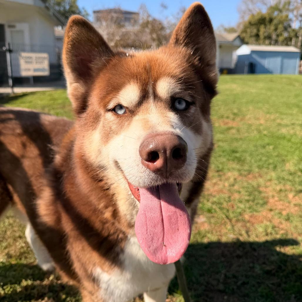 Enlarge Jason, a Adoptable mixed breed in Hawthorne, CA image 5/6