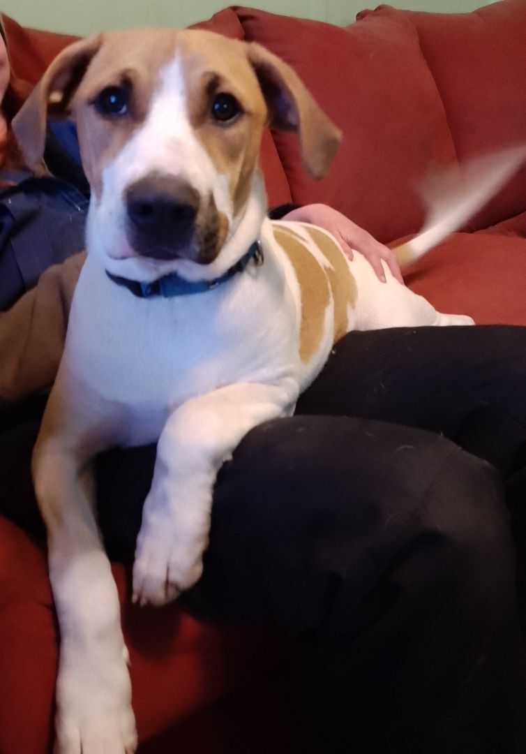 Enlarge Ernie, a Adopted mixed breed in West Linn, OR image 1/6